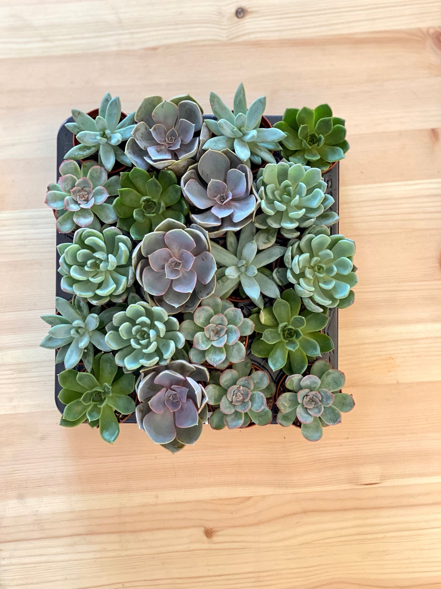 Mix Small Succulents For Wedding Favours Gift/ Terrarium Plant/ Baby Cacti/In Door Plant