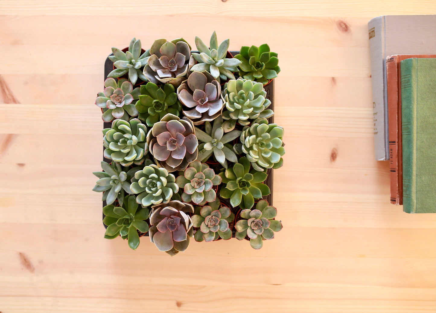 Mix Small Succulents For Wedding Favours Gift/ Terrarium Plant/ Baby Cacti/In Door Plant