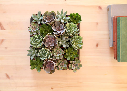 Mix Small Succulents For Wedding Favours Gift/ Terrarium Plant/ Baby Cacti/In Door Plant