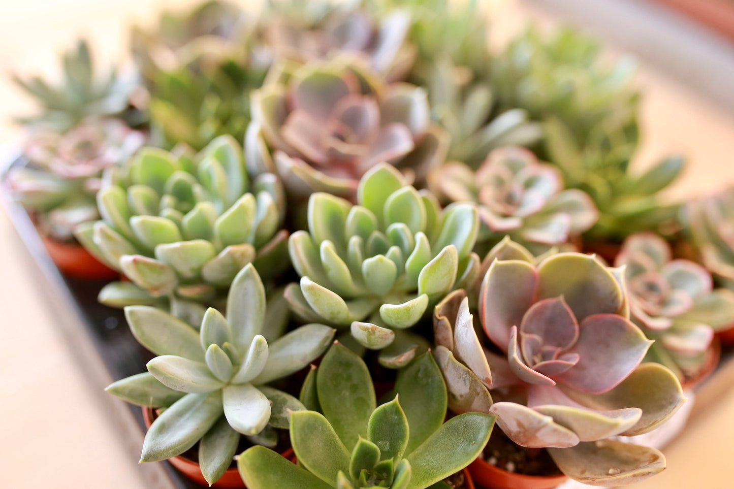 Mix Small Succulents For Wedding Favours Gift/ Terrarium Plant/ Baby Cacti/In Door Plant