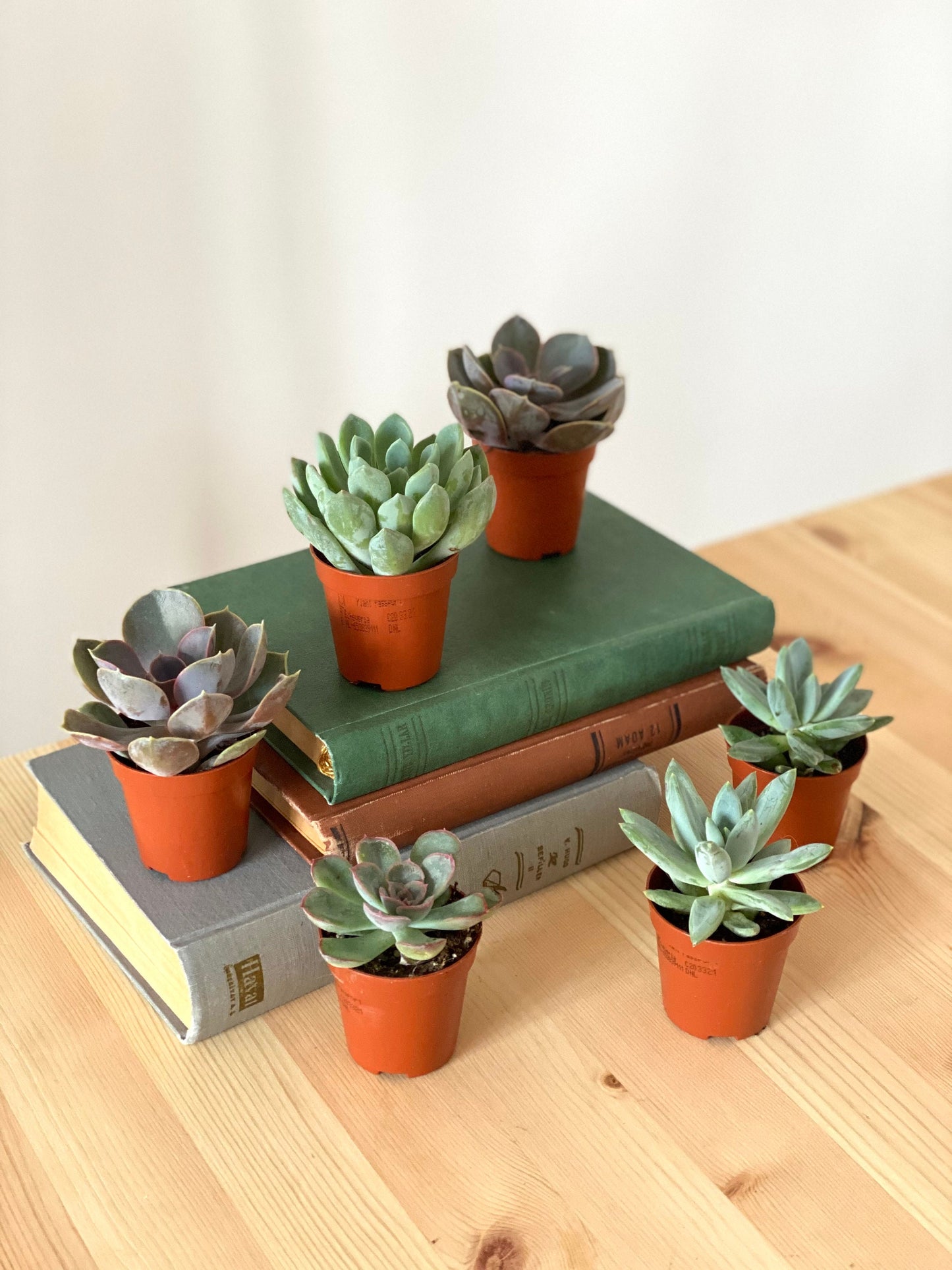 Mix Small Succulents For Wedding Favours Gift/ Terrarium Plant/ Baby Cacti/In Door Plant