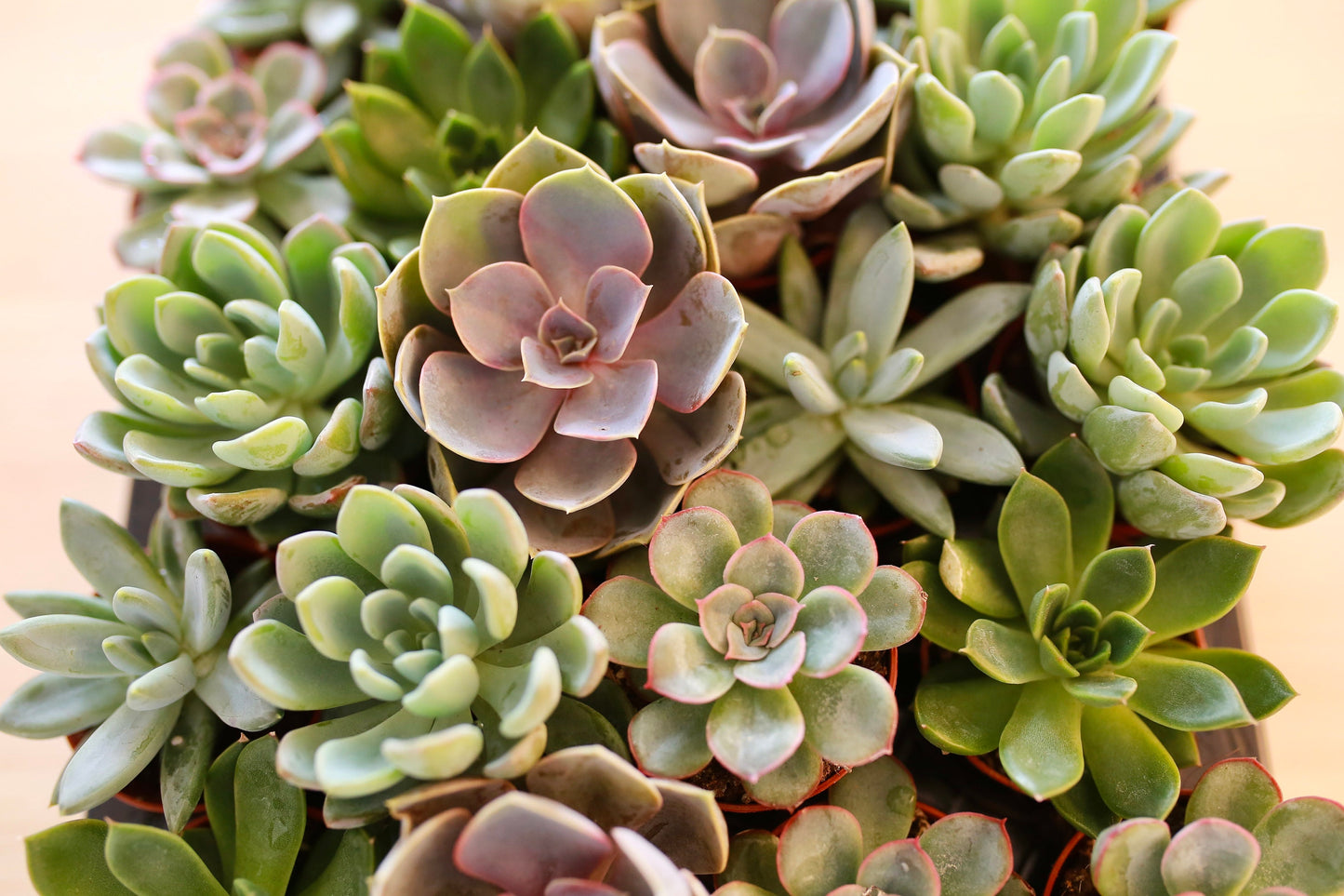 Mix Small Succulents For Wedding Favours Gift/ Terrarium Plant/ Baby Cacti/In Door Plant